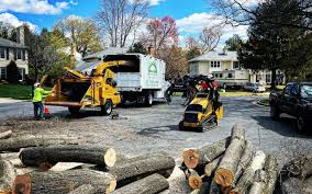 Leaf Removal in Swift Trail Junction, AZ