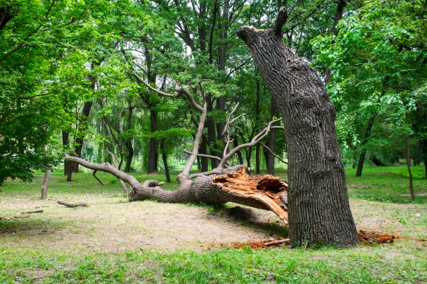 How Our Tree Care Process Works  in  Swift Trail Junction, AZ