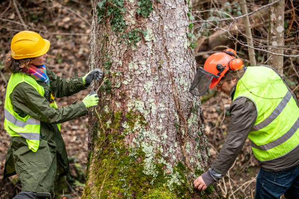 Reliable Swift Trail Junction, AZ Tree Services Solutions